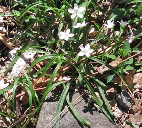 Claytonia virginica - Spring Beauty, cluster, basal & cauline leaves 