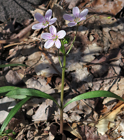 Claytonia virginica - Spring Beauty, plant, cauline leaves 