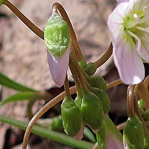Claytonia virginica - Spring Beauty - Flower, flower buds