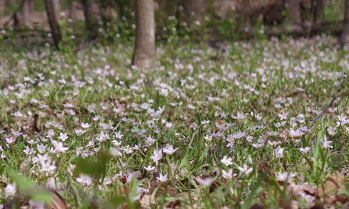 spring beauty in the woods