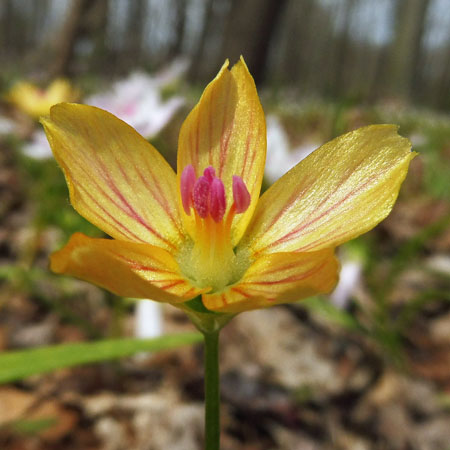 Claytonia virginica forma lutea, Yellow Spring Beauty