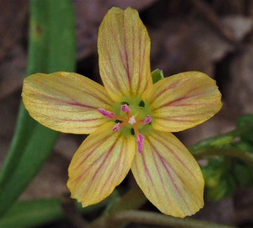 Claytonia virginica forma lutea, Yellow Spring Beauty