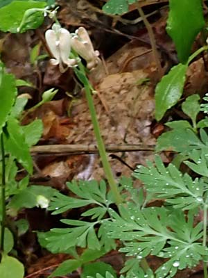 Dicentra canadensis - Squirrel Corn  - plant 