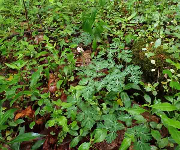 Dicentra canadensis - Squirrel Corn  - plant - habitat forest