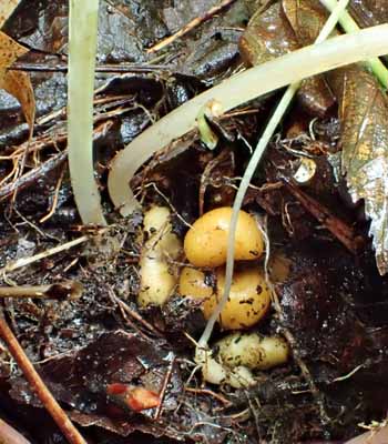 Dicentra canadensis - Squirrel Corn  - bulblets