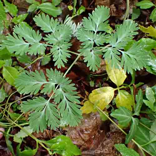 Dicentra canadensis - Squirrel Corn  - leaves