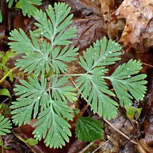 Dicentra canadensis - Squirrel Corn  - leaves