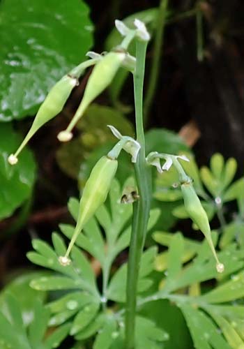 Dicentra canadensis - Squirrel Corn  - flower, fruit formation, pistil