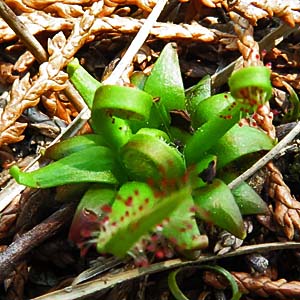 Drosera filiformis - Threadleaf Sundew -  lower leaf, linear