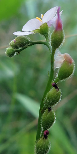 Drosera filiformis - Threadleaf Sundew -  upper leaf, projections at base