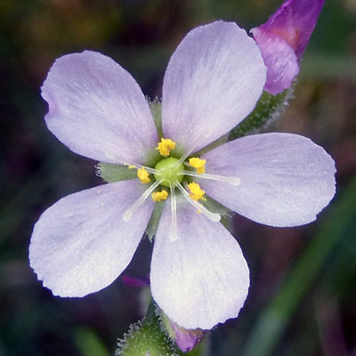 Drosera filiformis - Threadleaf Sundew - Flower 