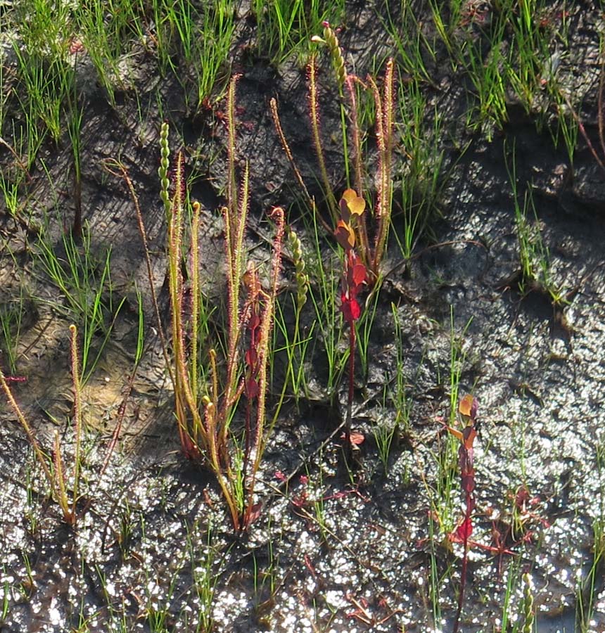 Drosera filiformis - Threadleaf Sundew plant