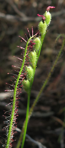 Drosera filiformis - Threadleaf Sundew -  upper leaf, projections at base