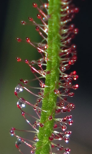 Drosera filiformis - Threadleaf Sundew -  upper leaf, projections at base