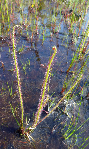 Drosera filiformis - Threadleaf Sundew -  lower leaf, linear