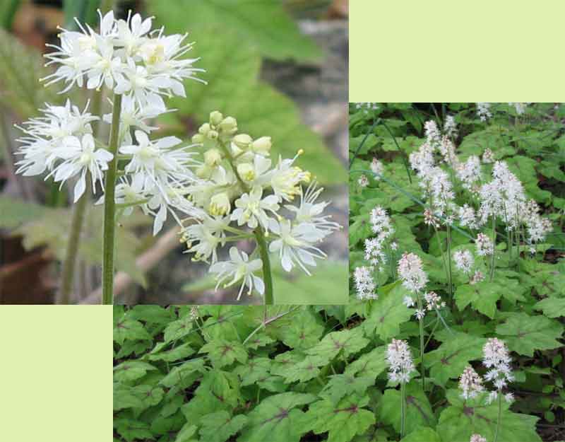 Tiarella cordifolia ( Foam Flower ) 