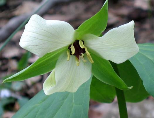 Trillium erectum forma luteum (Yellow form of Red Trillium)