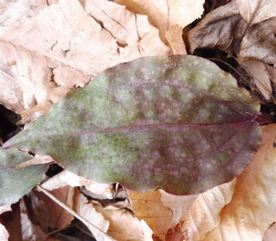 Tipularia discolor - Cranefly orchid  - leaves