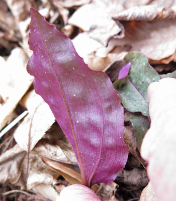 Tipularia discolor - Cranefly orchid  - leaves