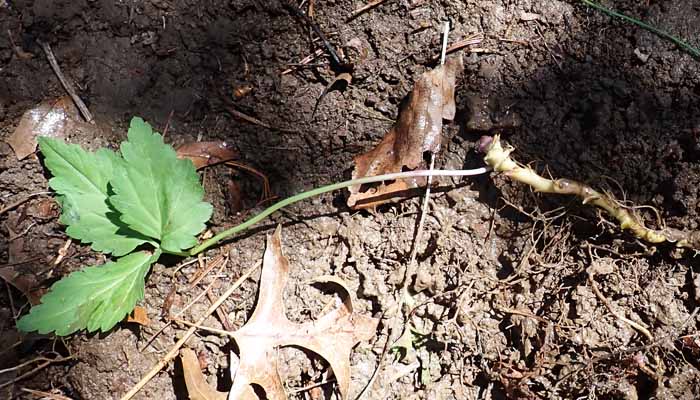 Cardamine diphylla - Broadleaf toothwort - rhizome with leaf