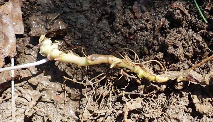 Cardamine diphylla - Broadleaf toothwort - rhizome with leaf