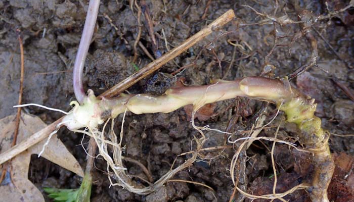Cardamine diphylla - Broadleaf toothwort - rhizome with flower stalk