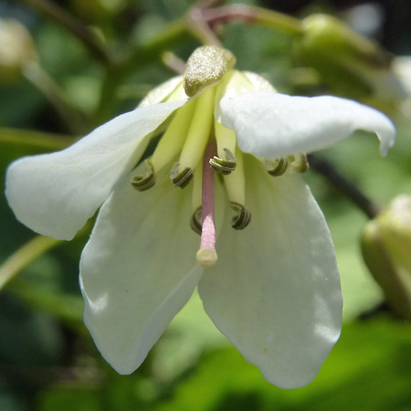 Cardamine diphylla - Broadleaf toothwort - flower