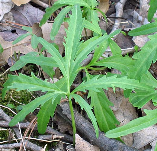 Cardamine concatenata - cutleaf toothwort - Rhizomal leaves