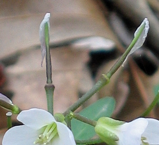 Cardamine concatenata - cutleaf toothwort - Fruit 