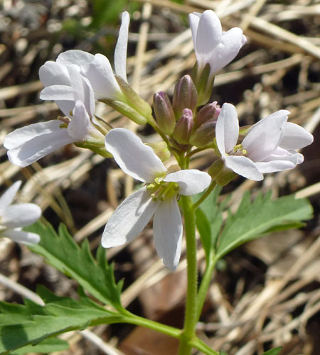 Cardamine concatenata - cutleaf toothwort - inflorescence