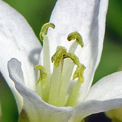 Cardamine concatenata - cutleaf toothwort - flower - close up