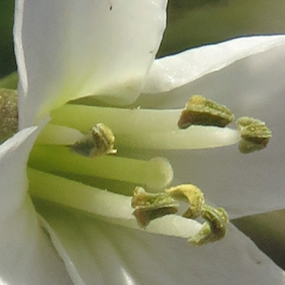 Cardamine concatenata - cutleaf toothwort - flower - close up