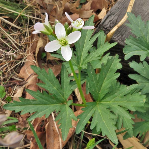 Cardamine concatenata - cutleaf toothwort - cauline  stem leaves