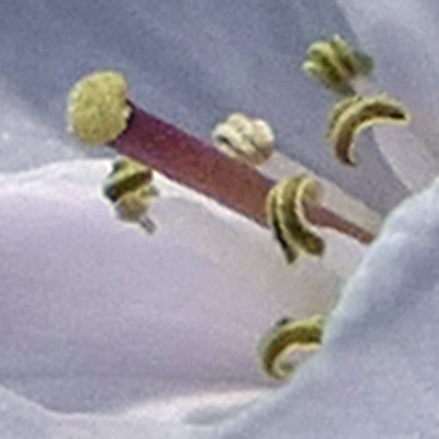 Cardamine concatenata - cutleaf toothwort - flower - close up