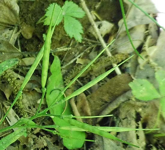 Cardamine concatenata - cutleaf toothwort - Fruit 