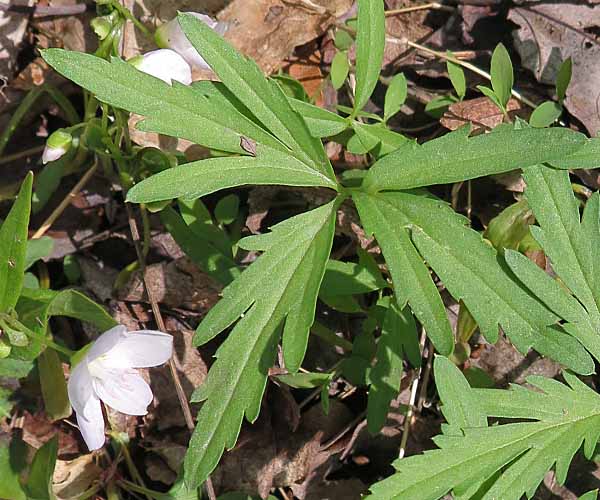 Cardamine concatenata - cutleaf toothwort - Rhizomal leaves