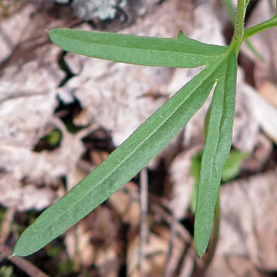 Cardamine concatenata - cutleaf toothwort - cauline  stem leaves