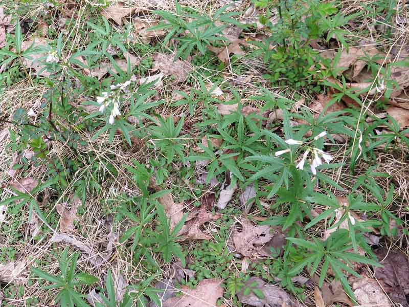 Cardamine concatenata - cutleaf toothwort - habitat