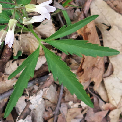 Cardamine concatenata - cutleaf toothwort - cauline  stem leaves