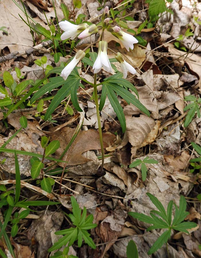 Cardamine concatenata - cutleaf toothwort - plant