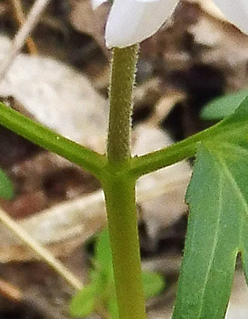 Cardamine concatenata - cutleaf toothwort - plant