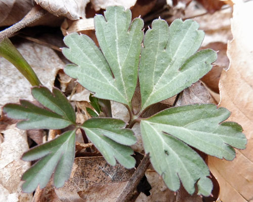 Cardamine angustata - slender toothwort - Rhizomal leaves