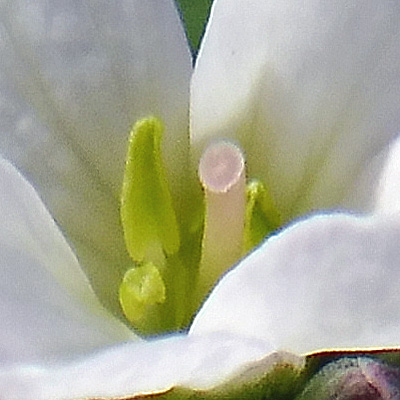 Cardamine angustata - slender toothwort - flower - close up