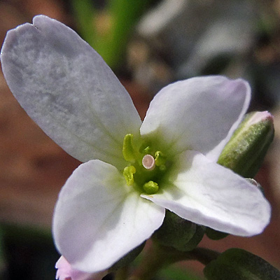 Cardamine angustata - slender toothwort - flower