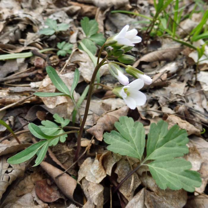 Cardamine angustata - slender toothwort - plant