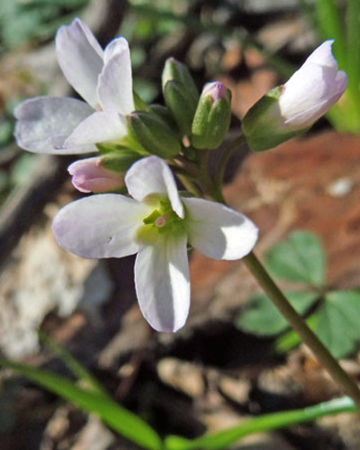 Cardamine angustata - slender toothwort - inflorescence
