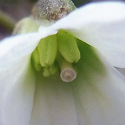 Cardamine angustata - slender toothwort - flower - close up 