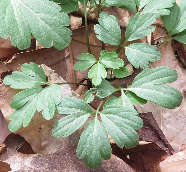 Cardamine angustata - slender toothwort - Rhizomal leaves
