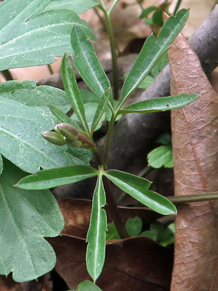 Cardamine angustata - slender toothwort - cauline  stem leaves