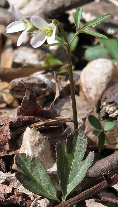 Cardamine angustata - slender toothwort - plant